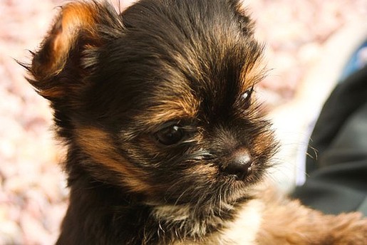 very cute yorkie pup.jpg
