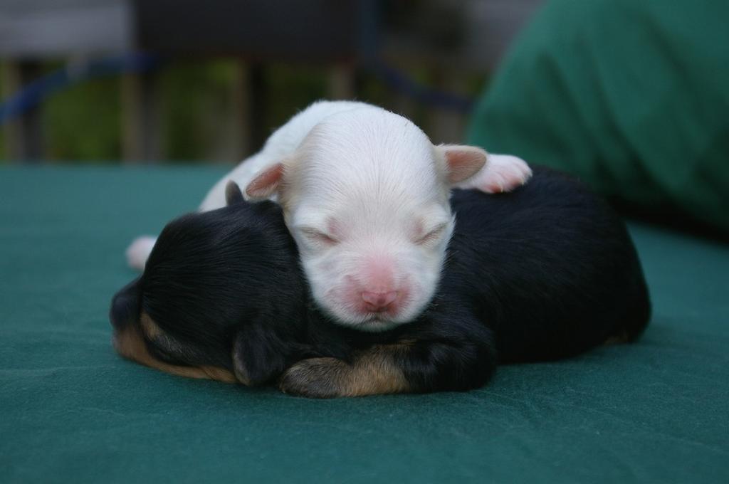 white yorkie pup and black and tan pup.jpg
