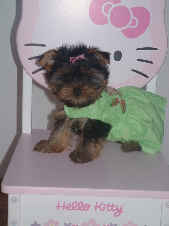 yorkie pup in green dress.jpg
