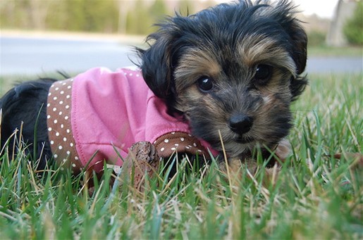 yorkie pup in pink dress on grass.jpg
