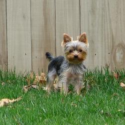 yorkie pup in the back yard.jpg
