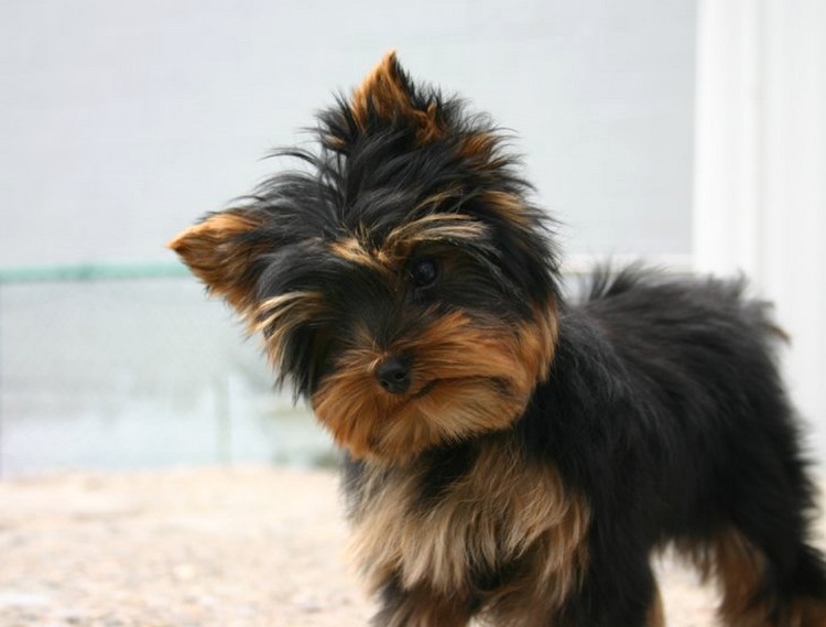 yorkie puppy in black and tan.jpg
