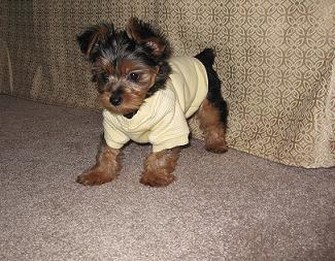yorkie puppy in outfit.jpg
