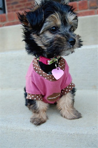yorkie puppy in pink outfit.jpg
