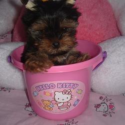 yorkie puppy in sand bucket.jpg
