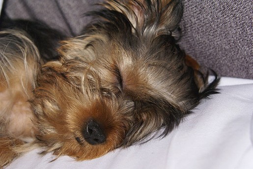 yorkie puppy in so deep sleep.jpg
