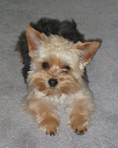 yorkie puppy in tan and black with big ears.jpg
