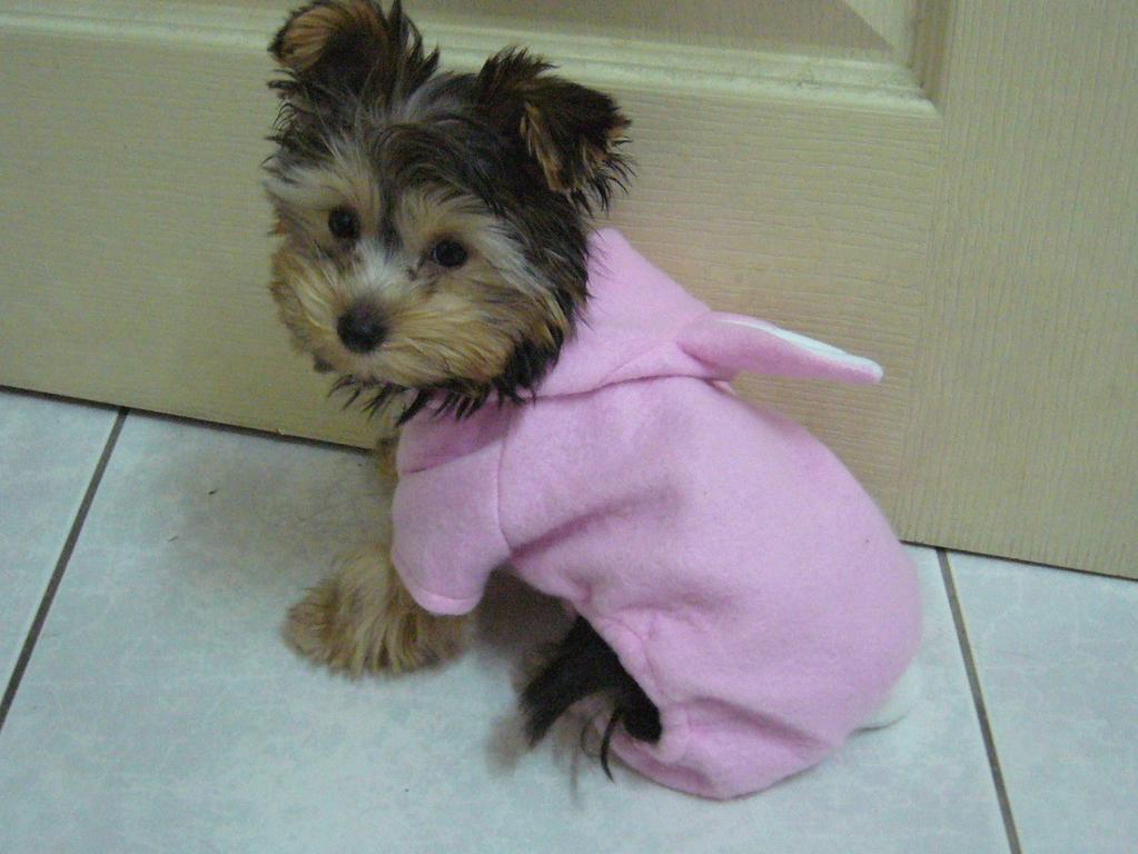 yorkie puppy in white and pink outfit.jpg

