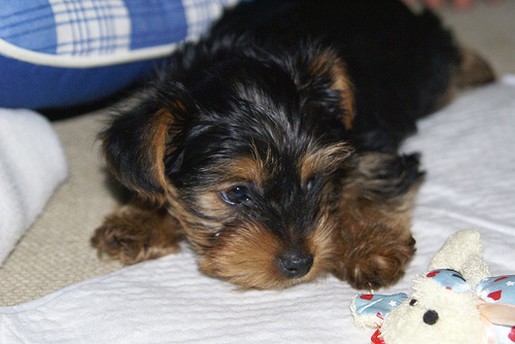 yorkie puppy looking at its toy.jpg
