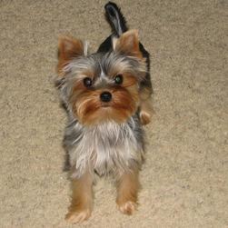 yorkie puppy on carpet with a serious look.jpg
