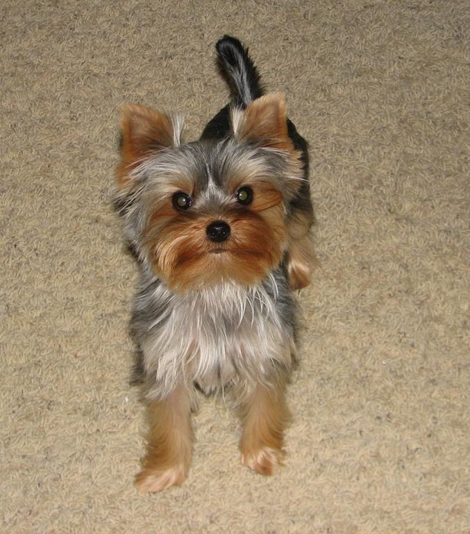 yorkie puppy on carpet with a serious look.jpg
