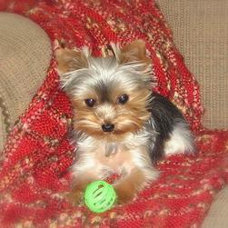 yorkie puppy on coach with its green ball.jpg
