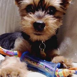 yorkie puppy on sofa playing toy.jpg
