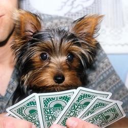 yorkie puppy playing cards.jpg
