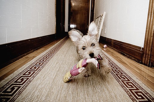 yorkie puppy running off with its toy.jpg
