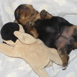 yorkie puppy sleeping to its toy_so cute and funny.jpg
