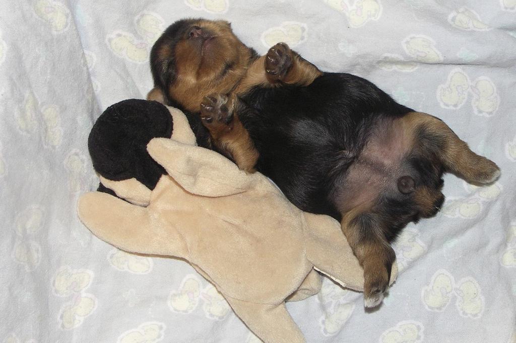 yorkie puppy sleeping to its toy_so cute and funny.jpg
