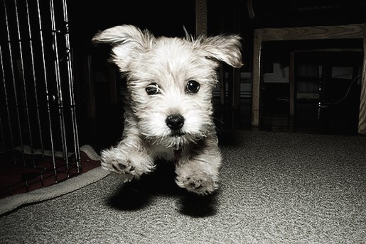 yorkshire terrier pup on running in black and white photo.jpg

