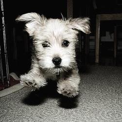 yorkshire terrier pup on running in black and white photo.jpg
