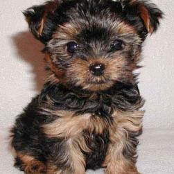 yorkshire terrier pup.jpg

