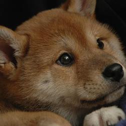 cute Shiba Inu puppy.jpg
