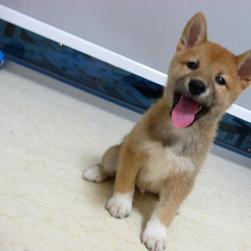 funny looking Shiba Inu puppy.jpg
