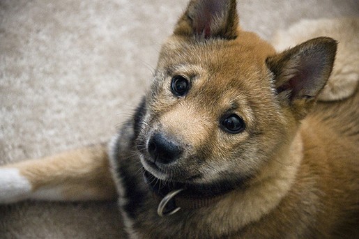 Shiba Inu puppy close up picture.jpg
