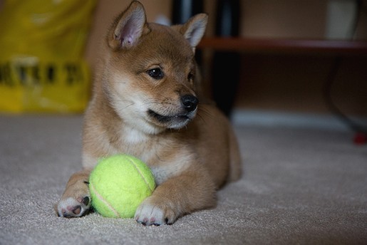 Shiba Inu puppy playing with tennis bald.jpg
