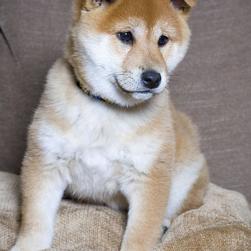 Shiba puppy.jpg

