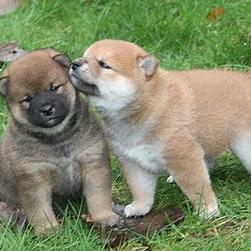 Shiba Inu puppies pictures
