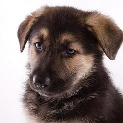 German Shepherd puppy face.jpg
