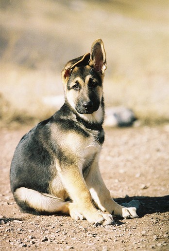 German Shepherd puppy ears.jpg
