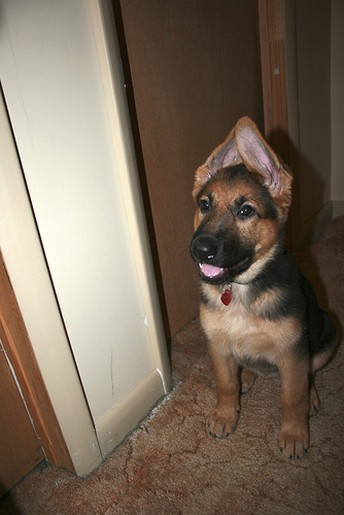 German Shepherd puppy with funny ears.jpg
