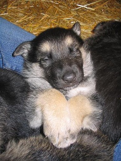 German Shepherd puppy sleepy.jpg
