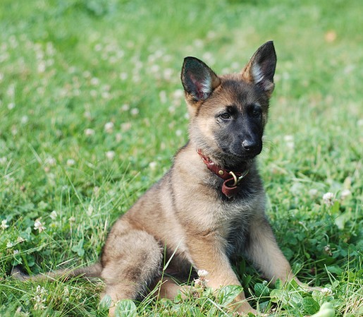 German Shepherd puppy pictures.jpg
