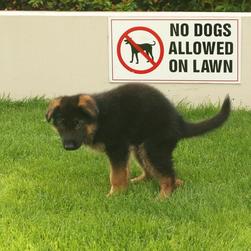 German Shepherd puppy_are you sure i do my buz here.jpg
