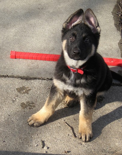 German Shepherd puppy_check out what i can do with my ears.jpg
