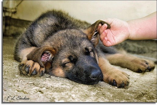 German Shepherd puppy_can i sleep in peace please.jpg
