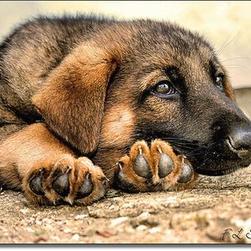 German Shepherd puppy_what should i do with my life.jpg
