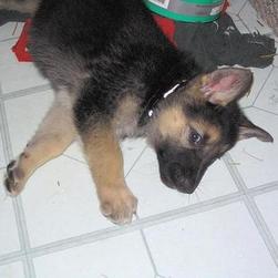 German Shepherd puppy_what do you want from me.jpg
