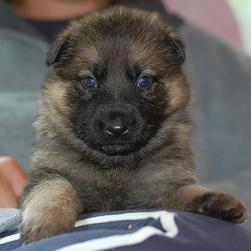German Shepherd puppy_play with me.jpg
