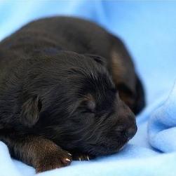 young black German Shepherd puppy.jpg
