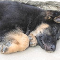sleepy German Shepherd puppy.jpg
