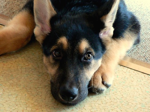 cute German Shepherd pup.jpg
