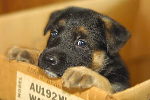 cute German Shepherd pup with a sad look.jpg
