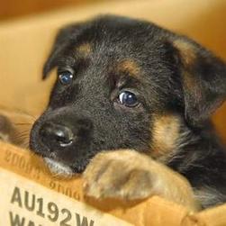 cute German Shepherd pup with a sad look.jpg
