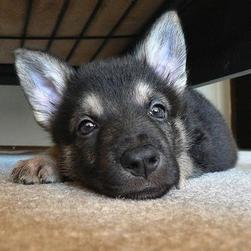 cute close face up of a German Shepherd puppy.jpg
