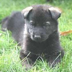 black German Shepherd pup.jpg
