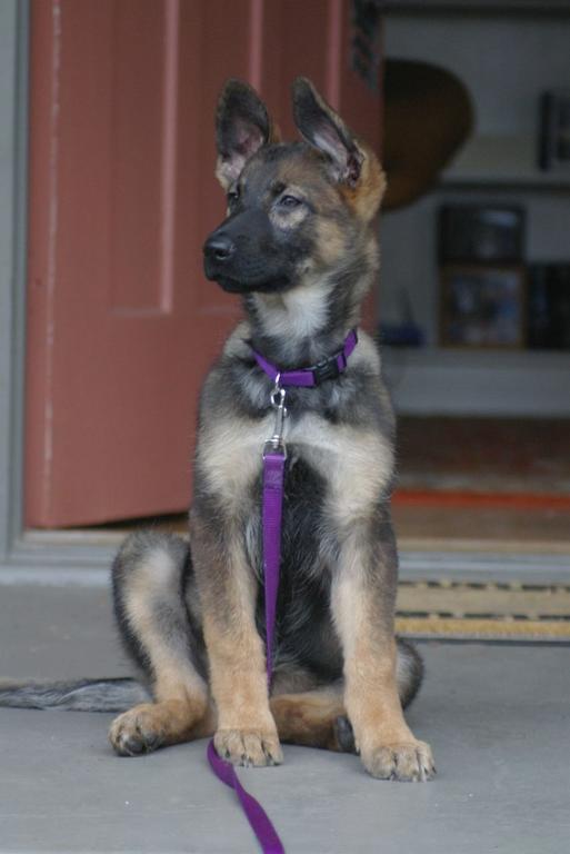 beautiful German Shepherd puppy.jpg
