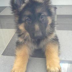 cute German Shepherd puppy.jpg
